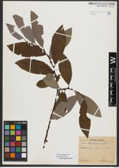 Foto von Salix appendiculata Vill.